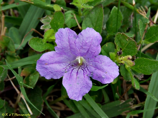 {Ruellia humilis}
